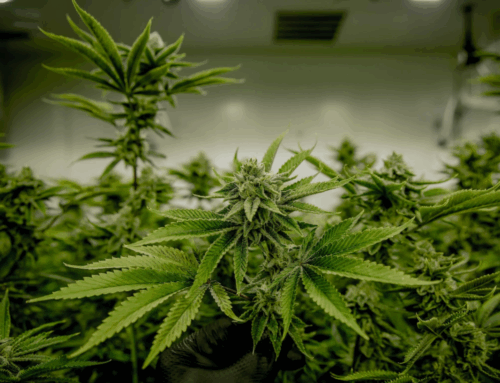 THC Levels Vary Across Plant Layers, Study Reveals