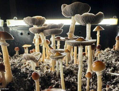 Single Psilocybin Dose Shows Promise in Easing OCD Symptoms, Study Finds