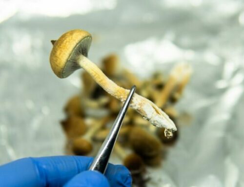 Massachusetts Psychiatric Society Backs Psilocybin Decriminalization in Historic Move