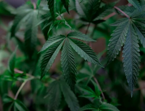Texas Broadens Medical Cannabis Access Amid THC Policy Shift