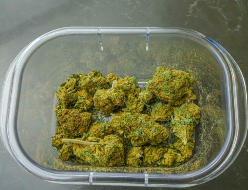 Brazilian App Turns Patient Adoption Into a Cannabis Data Asset