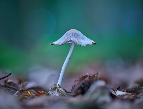 Psilocybin Study Suggests Potential for Longevity Benefits