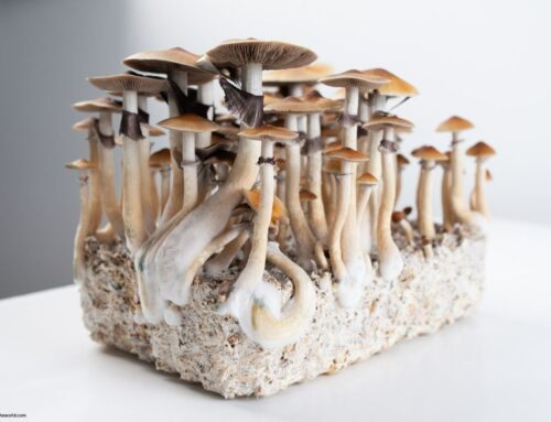 Arkansas Activists Blaze Trail for Psychedelic Reform