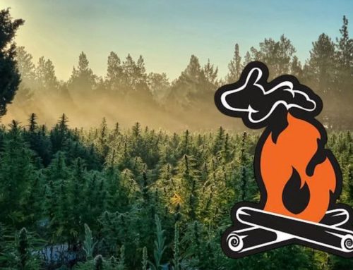 Is This a Meltdown For Michigan Cannabis Market?