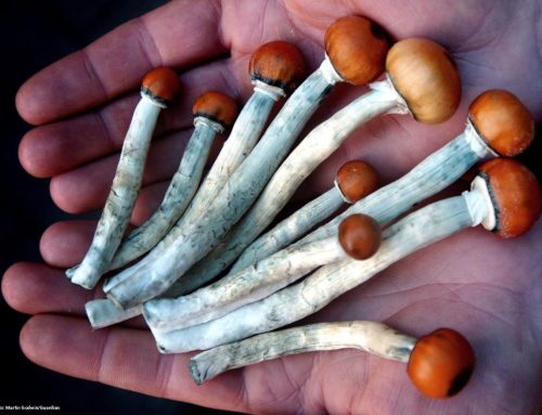 Psychedelics Market Set to Reach $22.6 Billion by 2033, Report Finds