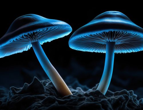 Psilocybin Shows Promise for Traumatic Brain Injury Recovery