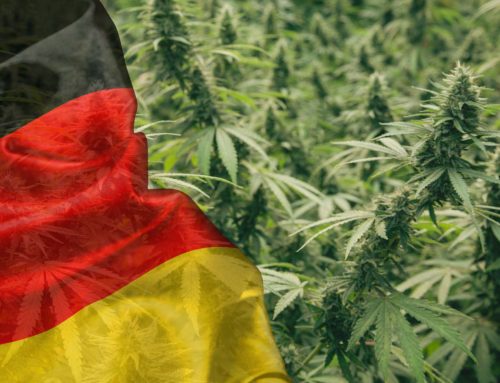 Germany’s Medical Cannabis Imports Hit Record in Q2 2025, Sparking Debate Over Misuse