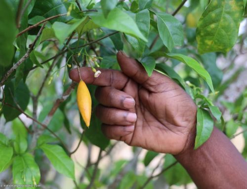 Ibogaine Gains Spotlight as Former House Speaker Calls for Wider Access