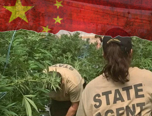 Chinese Gangs Exploit Farm Bill Loophole, Fueling Illicit Cannabis Spread Across the States