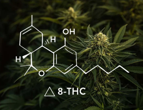 Delta-8 THC Consumption Peaks in States Lacking Adult-Use Cannabis Access, Study Finds