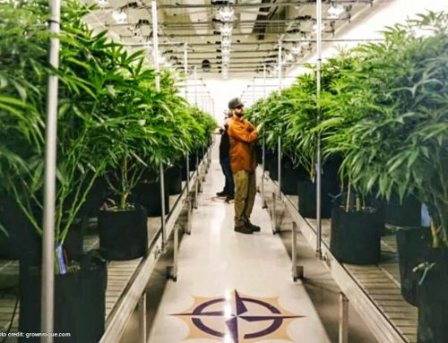 Grown Rogue Takes Full Ownership of Illinois Cultivation Project