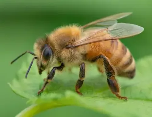 France Upholds Pesticide Ban, Guaranteeing Survival of the Bees