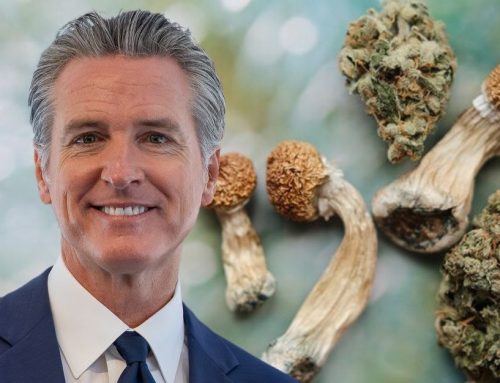 California Governor Approves Fast Track for Cannabis and Psychedelics Studies