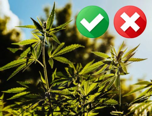 Poll Finds Broad Voter Support for Legal Hemp with Stricter Safeguards