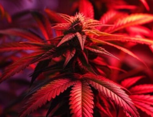 Massachusetts Cannabis Rollback Gains Legislative Traction