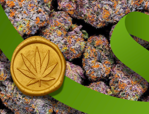 Craft Cannabis Market Projects Steady Climb to $12.3B by 2031