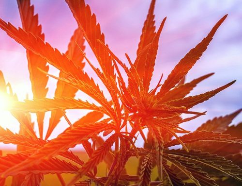 CRS Reveals Hemp Ban Enforcement Hurdles