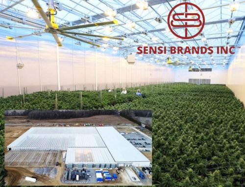 Sensi Brands Secures Major Cultivation Site in Bid for Overseas Expansion