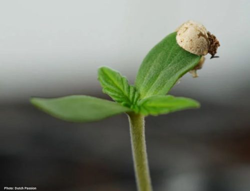 Federal Hemp Overhaul Threatens Cannabis Seed Trade, Sparking Breeder Backlash