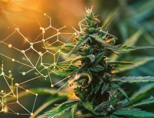 Resurrected Ancient Cannabis Enzymes Pave the Way for Efficient Cannabinoid Production