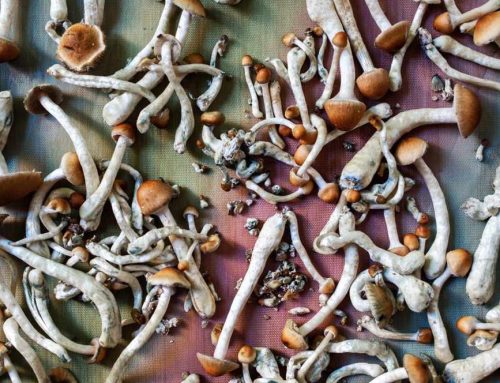 New Jersey Clears Path for $6M Psilocybin Pilot
