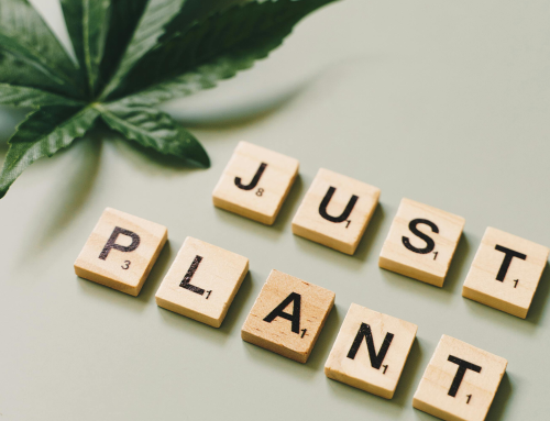 Cultural Fluency Is Cannabis’ New Growth Lever—How Brands Like Spiritual Plants Speak the Language