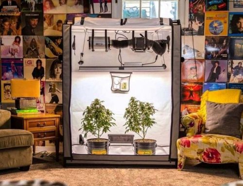 Washington Senate Committee Advances Home Cannabis Cultivation Bill