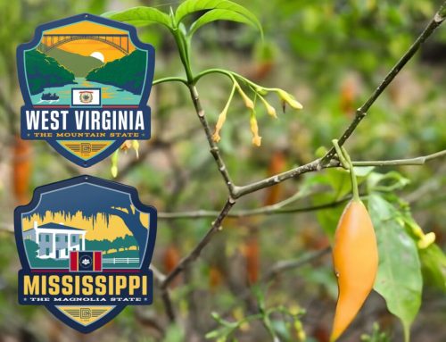 West Virginia and Mississippi Advance Ibogaine Research Bills