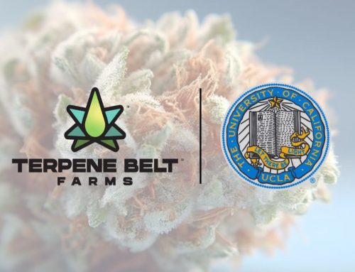 UCLA Partners with Terpene Belt Farms to Research Cannabis Flavors