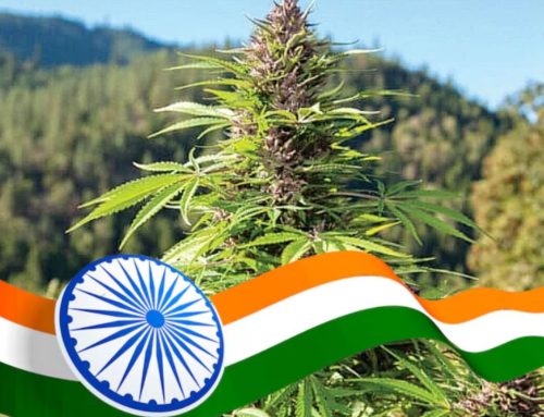 India Awards First Public Funding for Cannabis Research in More Than 50 Years