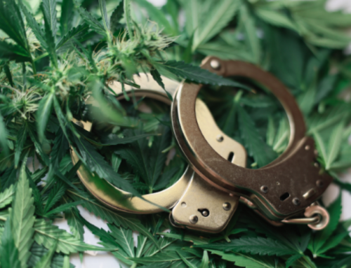 Illicit Cannabis Activity Drops in States with Adult-Use Legalization, CU Study Finds