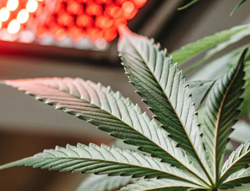 Ohio Enacts New Cannabis and Hemp Regulations After Referendum Effort Fails