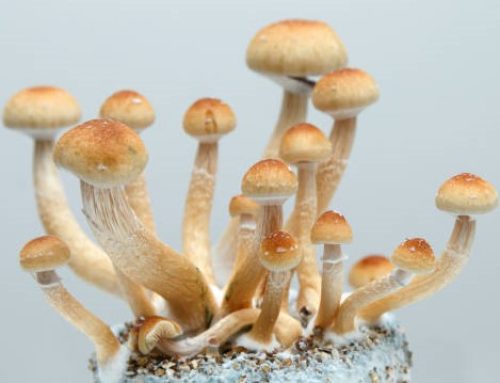 Minnesota House Panel Passes Bill for Psilocybin Therapy Pilot