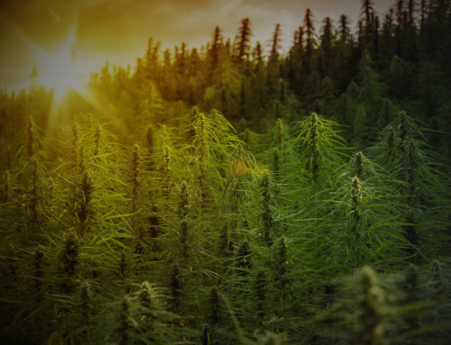 Hemp THC Ban Moves Closer as Congressional Fixes Collapse