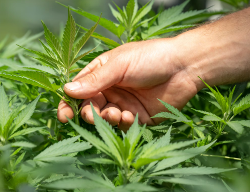 Two in Three Americans Support Legal Home Cannabis Cultivation, The Harris Poll Finds