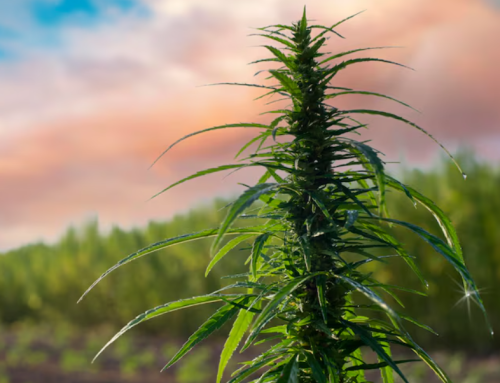 Industrial Hemp Market to Exceed $7B by 2031, Driven by Construction and Wellness