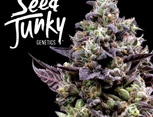 Seed Junky Genetics Announces MINNTZ Return