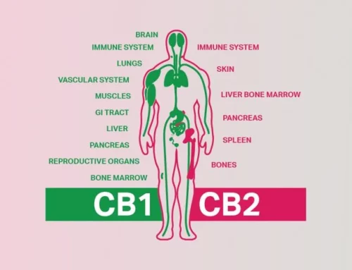 Why the Endocannabinoid System Is the Future of Cannabis Medicine