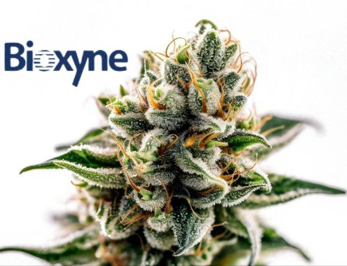 Bioxyne Double-Strikes in LATAM and Europe