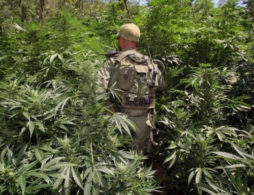 California Directs $227M Toward Cannabis Enforcement