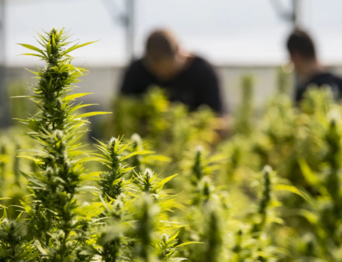 Lawmakers Press IRS for Clear Tax Rules on State-Legal Cannabis Operations