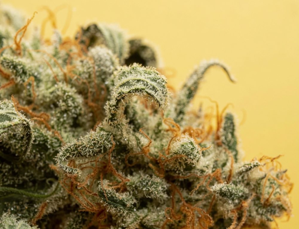 Canibis Rapper Flower by Edie Parker Teams Up with Verano for Florida Cannabis Debut ...