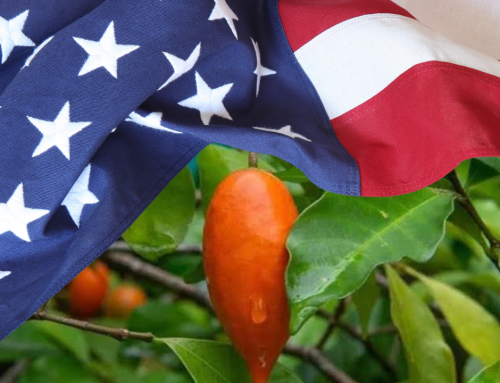 UMiami Hands Over Its 1994 Ibogaine Research to Washington