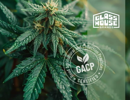 Glass House Brands Achieves GACP Certification for California Farms