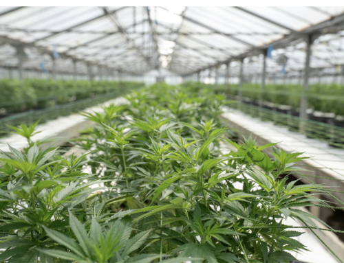 The Emerging ”Export Bridge” Between Canadian Cannabis and European Medicine